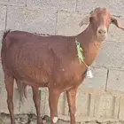 عنز دهما منوت القاني جرم