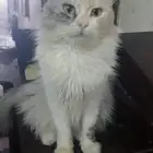 قطه للتزاوج (تبني)