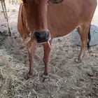 بقره ام ثاني طيبه سمين مشروطه من جميع الامراض بقره عربيه انا