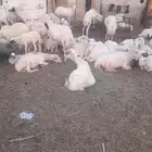 يوجد لدينا ضان رفيددات مولدات ودفيع