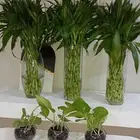 اخر كميه