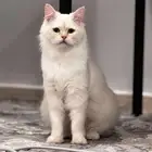 قطط مفقودين