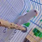 بادجي انثى البينو شبه اليف منتج معه 2بيض وذكر مات اليوم