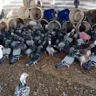 حمام زاجل وفرنسي سوبر جامبو الحجم الكبير توه منقول من الاستر