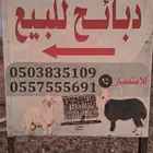 للبيع ذبايح حري
