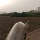 حصان عربي ورق