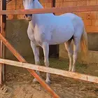 ثلاث افراس شعبيه للبيع