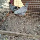 دجاج.قزم مستوئ بطل الدجاجه منتجه لكن الان مخلصه قرناس