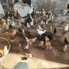 صيصان بلدي وفيومي