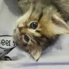 للبيع قطه