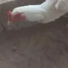 دجاج سندي فواخر دم صافي شرط