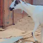 عنز بيشيه