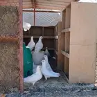 تم البيع حمام سوبر جامبو