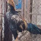 ديك باكستاني
