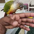 كنيور هدد اليف لعوب وعنده بعض الكلمات السعر 800 قابل للتفاوض