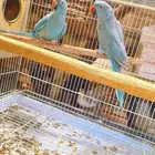 زوج دره هولندي فايلوت