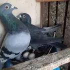 حمام للبيع