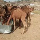 حشو لبانيه جاهزه للقصب