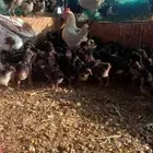 للبيع صوص دجاج اسود العدد حول 180 حبه