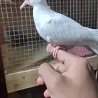 طبه يمام ياكريم عمر شهر