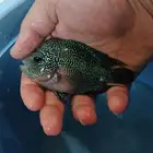 سمكة فلور هورن اليفه