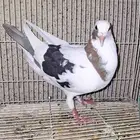 زاجل مزاييك