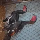 ديك باكستاني