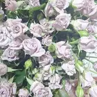 ورد جوري حبه 3ونص بيبي روز حبه 6سته ونص