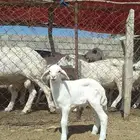 فرير حري اصل جرم وجسم ومشروع فحل ماشاء الله تبارك الله