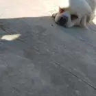 الكلاب مره حبوب معى البشر بصحه ممتازه قبل تشرايه افحص الكلا