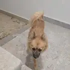 كلب ضايع بطويق