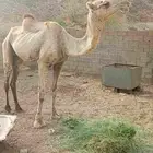 ابل