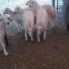 للبيع طليان حريات