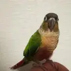 للبيع كنيور يلو سايد اليف وقمه في الولافه