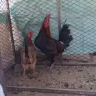 ديك وثلاث دجاج فري اصيل وحده مفرخه انتاجه مسرول