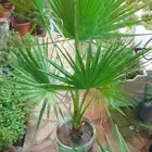 منسق حديق وتركيب جميع شبكات الري العادي والاتمتك