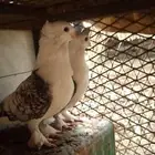 حمام زينه