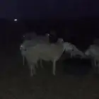 السلام عليكم ورحمة الله وبركاته