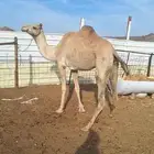 للبيع ناقه حره طيبه مقنوي.