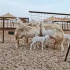 رخال حريات صنف الصنف