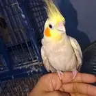 طير انثى كروان