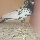 للبيع زوج باكستاني تيدي