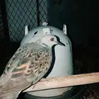 بط وحيوانات متعدده للبيع