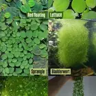 نباتات مائي للبيع