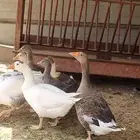 وز للبيع 3 كبار و 5 صغار