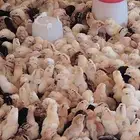 صوص بلدي وفيومي