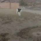 نعجه سكنيه معه طلي