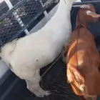 تيوس جنوبيه