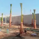 نخل للبيع متواجد في الرياض نوصل لاجميع أنحاء المملكة