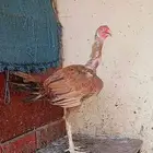 دجاج 3 وديوك 2 وفي دجاجه وديك مهجن باكستاني